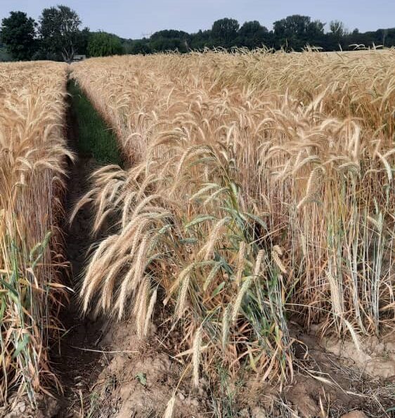 بذر تریتیکاله رقم هاشمی