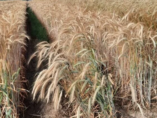 بذر تریتیکاله رقم هاشمی