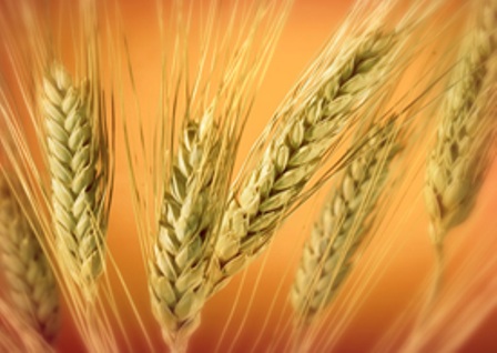 بذر جو رقم جلگه